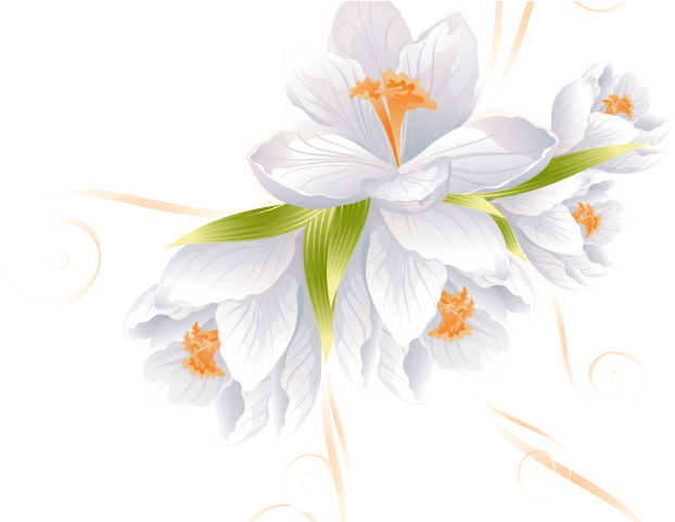 White Flower Clipart Transparent Background - Vector Flowers - Free
