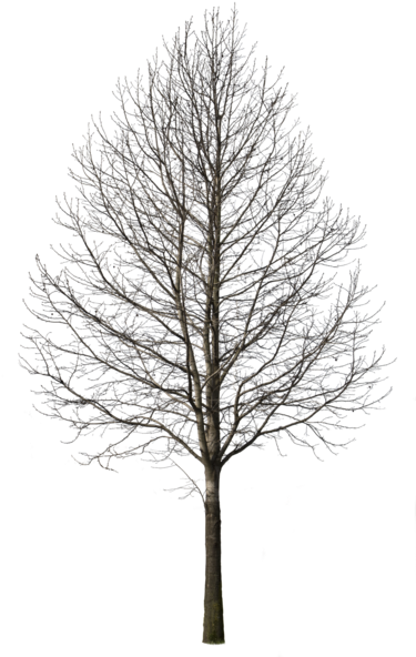 Com Tree Plan Photoshop, Photoshop Rendering, Tree - Deciduous Tree ...