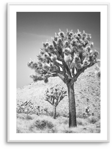 Download Joshua Tree Picture Frame Png Image With No Background