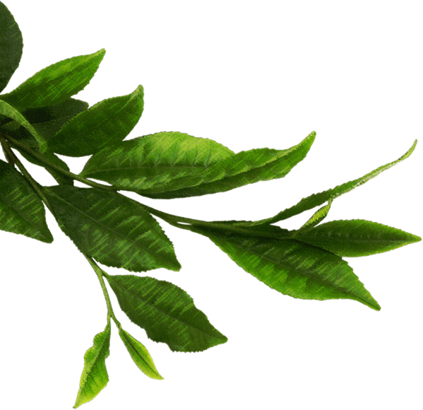 Download Green Tea Leaves Png Hojas Verdes Naturales Png Png Image With No Background Pngkey Com