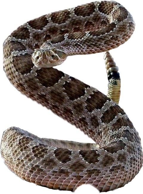 Sidewinder Snake Standing Up - Free Transparent PNG Download - PNGkey