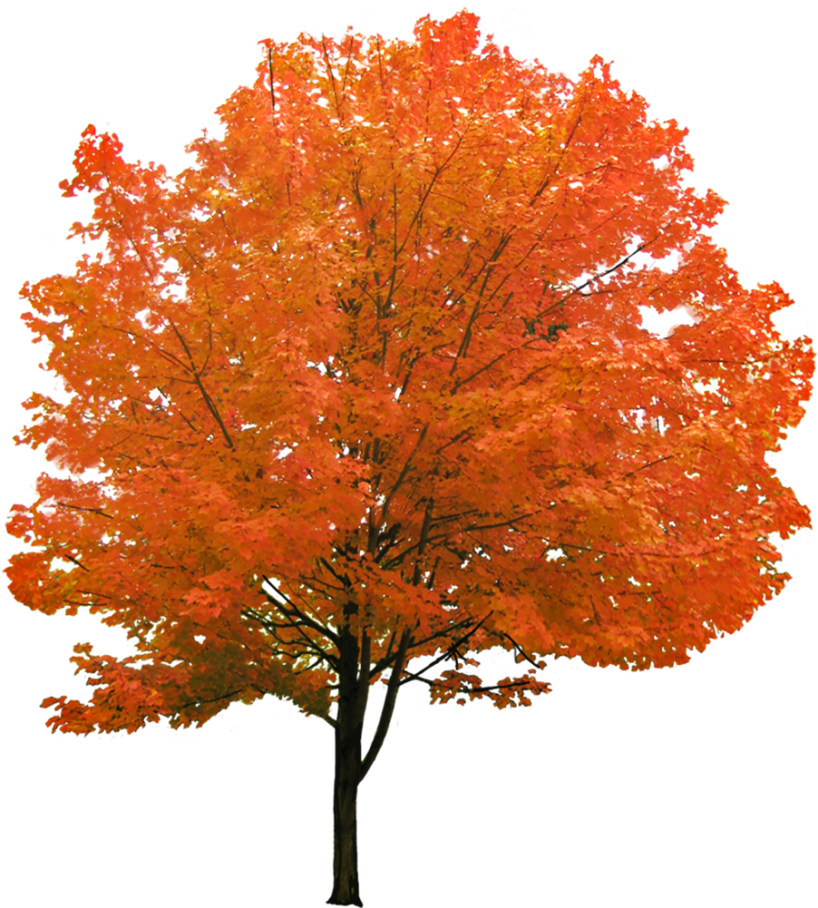 Cutout Autumn Tree - Red Maple Tree Png - Free Transparent PNG Download ...