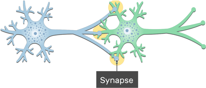 Download An Image Showing The Synapse Between 2 Neurons Showing Neuron Synapse Png Image With No Background Pngkey Com