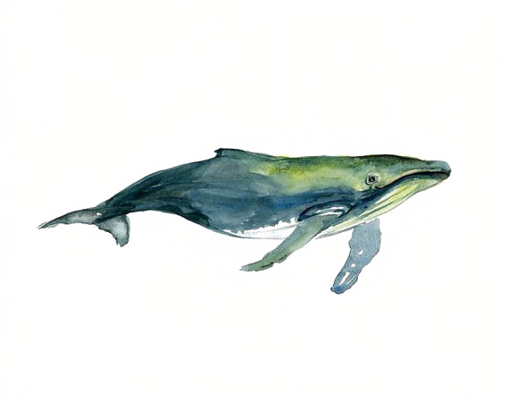 Clipart Library Stock Tucuxi Humpback Whale Painting - Watercolor ...