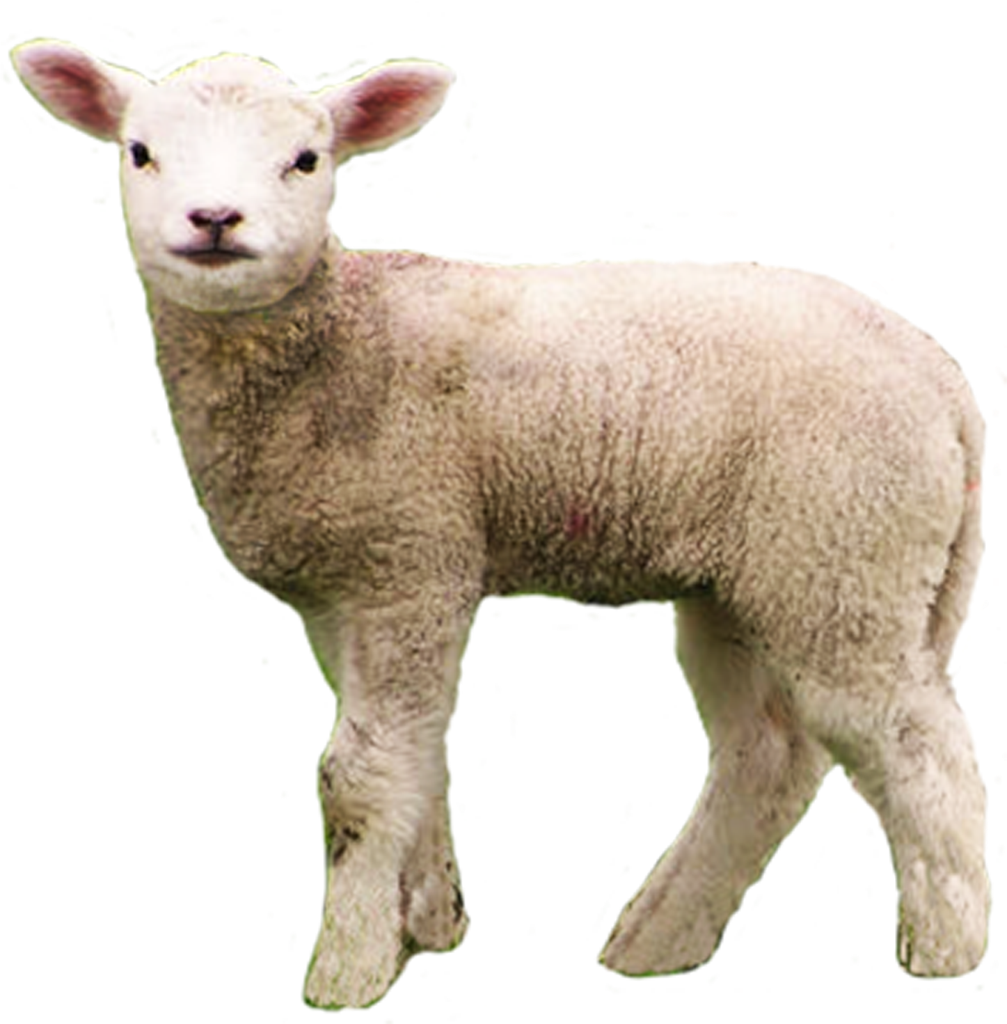 Download Baby Lamb Png Transparent Baby Lamb Lamb Png Png Image With No Background Pngkey Com