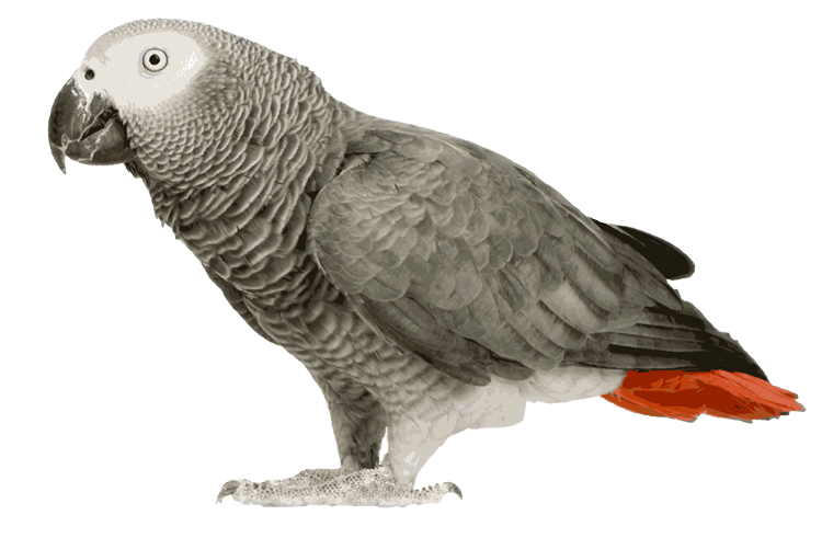 Download African Grey Parrot Clipart Transparent - Transparent African Grey Parrot  PNG Image with No Background 