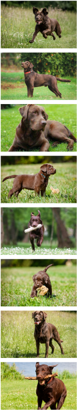 Chocolate Labrador Retrievers ➸ Anhur ➳ Male, Multi-generation - Tresura Psa - Poradnik Dvd (175x858), Png Download