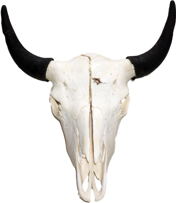 Download American Bison Skull Png PNG Image with No Background - PNGkey.com