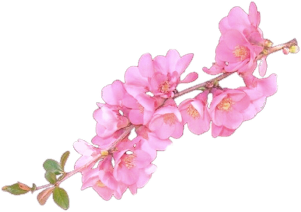 Clip Art Flower Overlay - Flower Overlays For Edits - Free Transparent ...