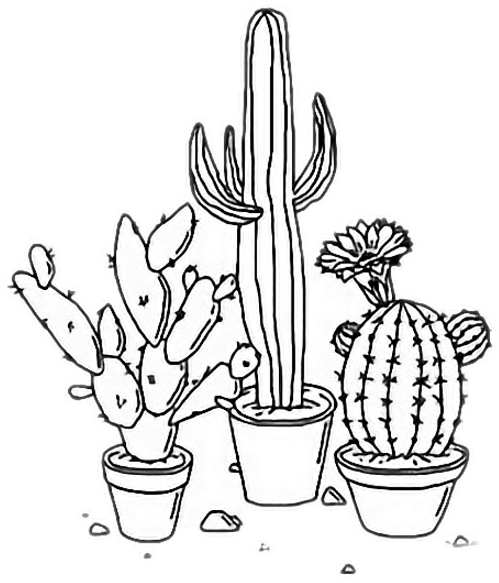 Download Cactus Aesthetic Plants Tumblr Outline Freetoedit Rh - Aesthetic  Png Black And White PNG Image with No Background 