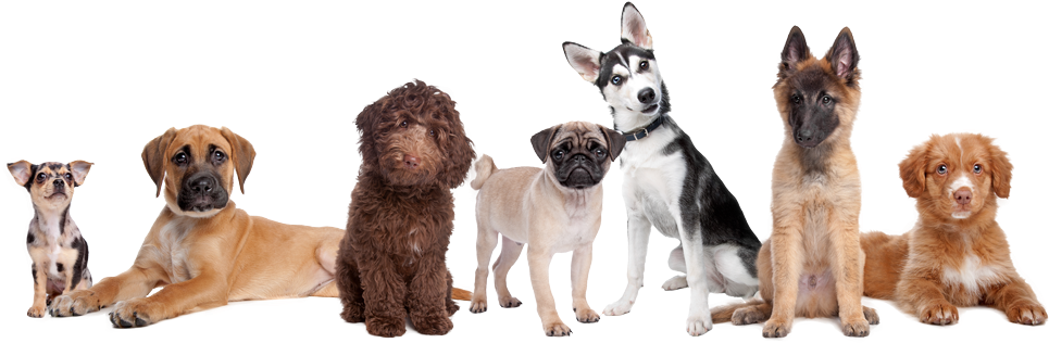 Download Regras Daycare Para Caes - Dogs In A Row PNG Image with No ...