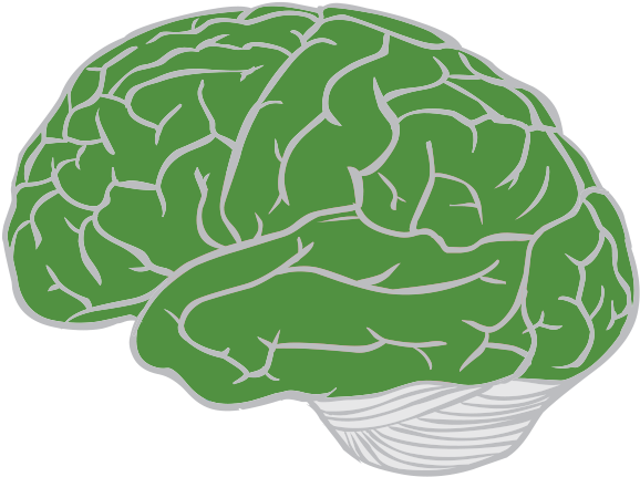 Download Brain-lobes - Cauliflower PNG Image with No Background ...