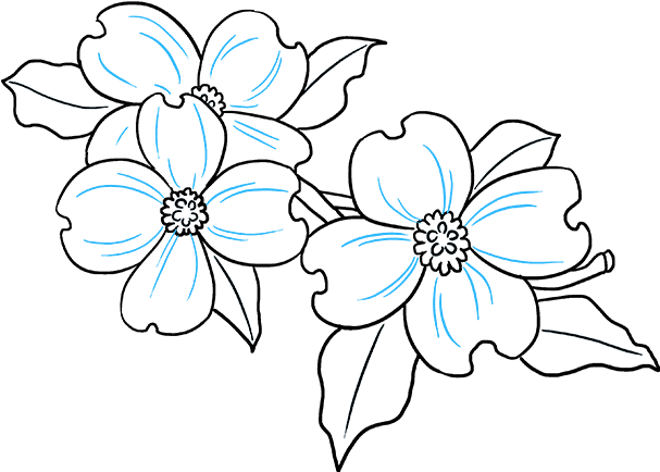 Download How To Draw Dogwood Flowers - Easy Dogwood Flower Drawing PNG  Image with No Background 