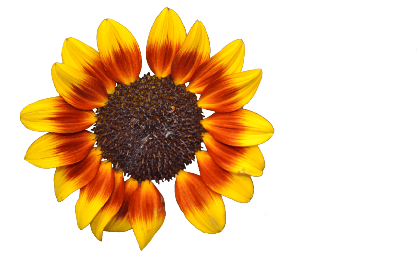 Download Free Png Download Sunflower Png Tumblr Png Images Background - Flor  De Girasol Png PNG Image with No Background 