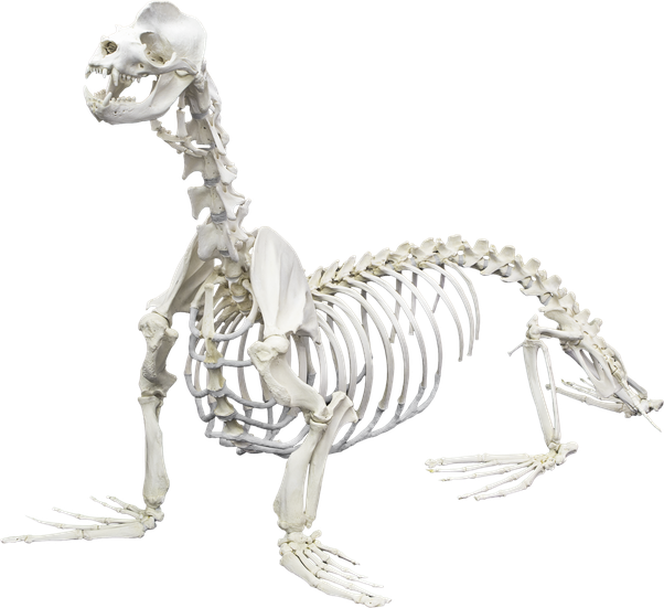 Which Animal S Skeleton - Animal Skeletons - Free Transparent PNG ...