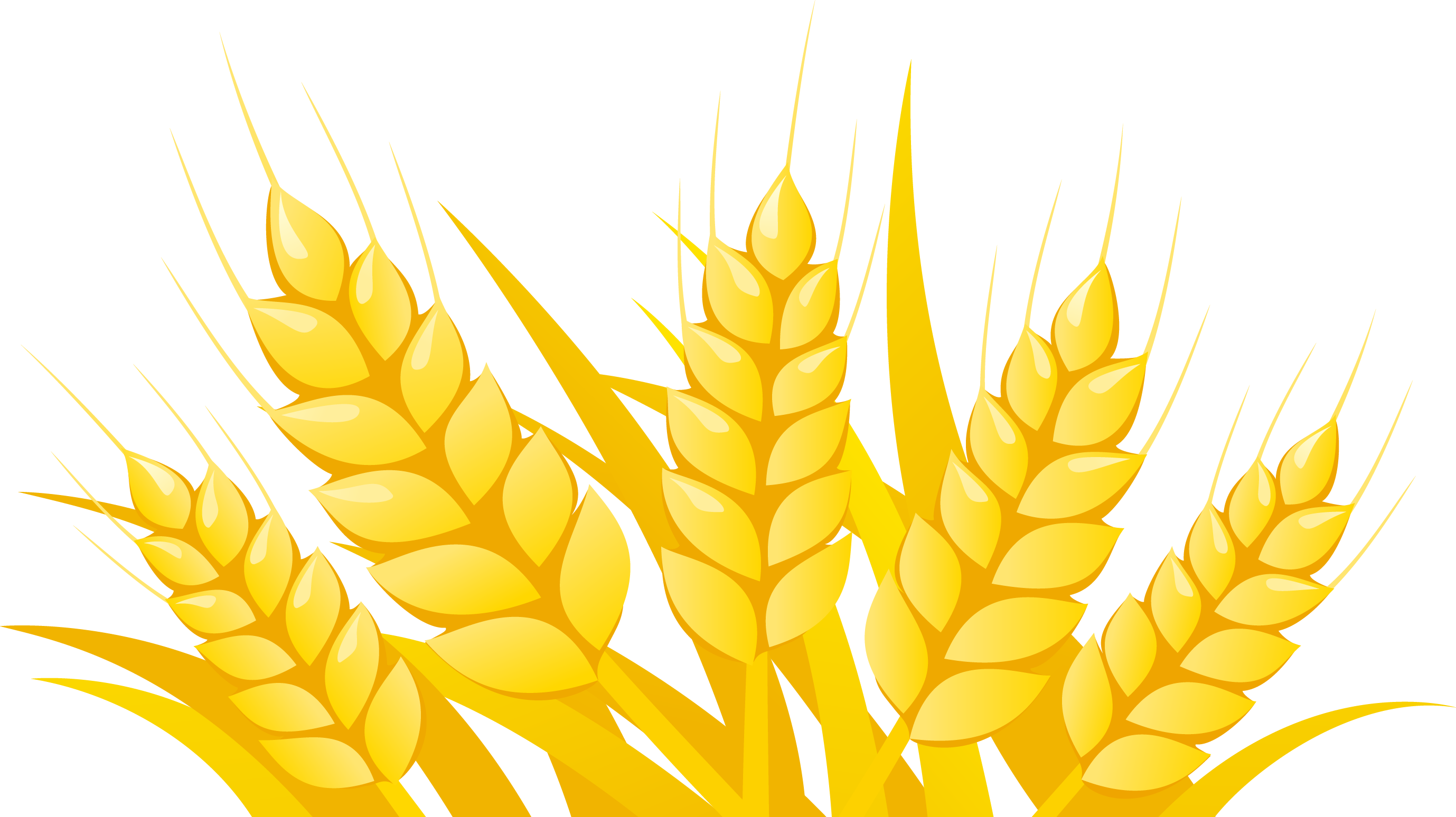 Wheat Royalty Free Stock Vector Clip Art, 47% OFF