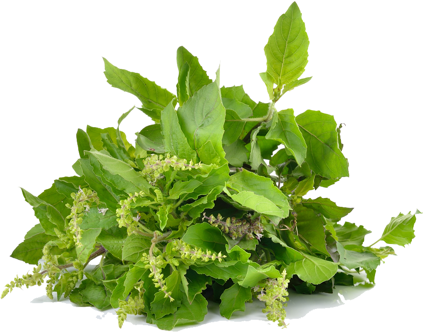 Download Holy Basil Photo Background Fish Mint Png Image With No Background Pngkey Com