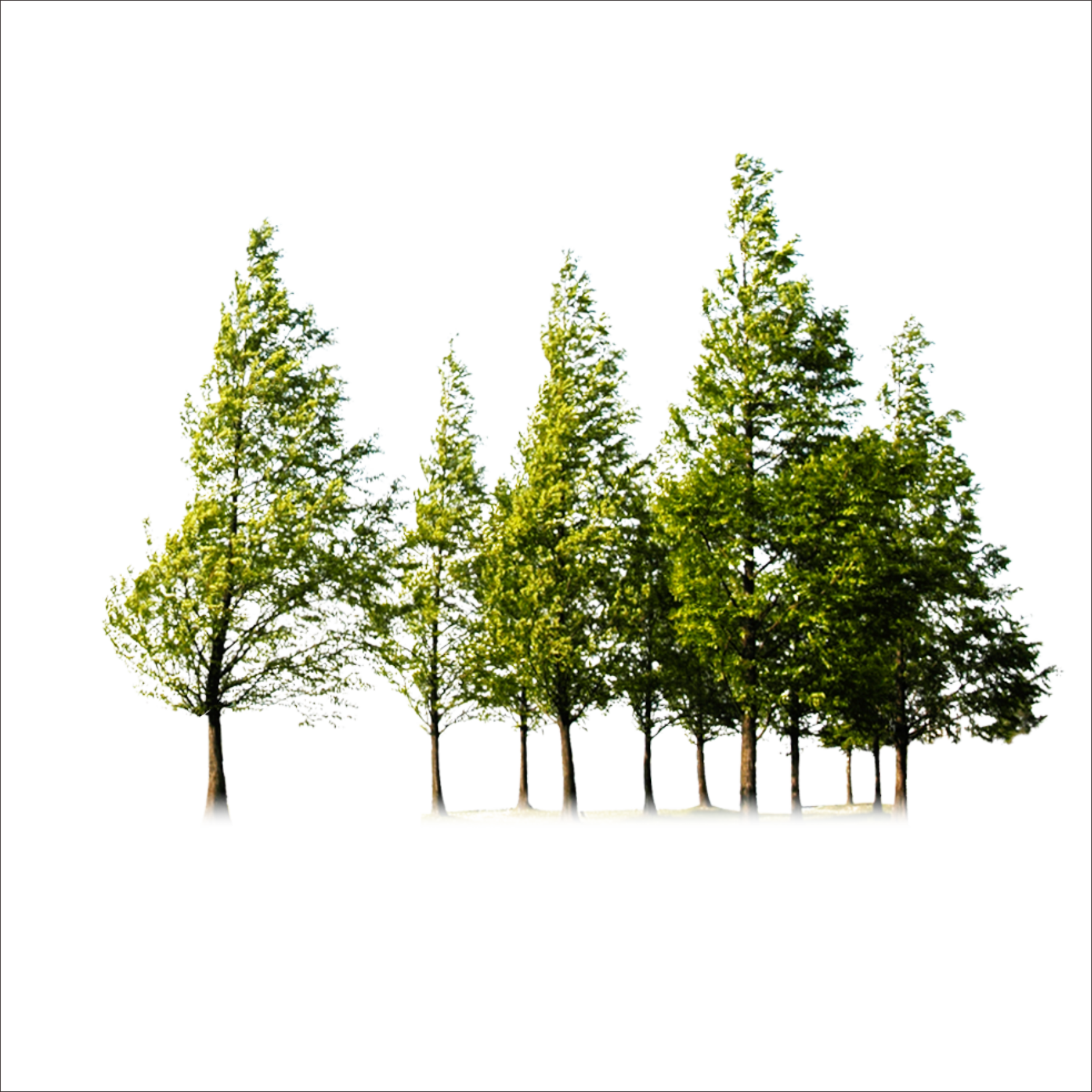 Download Tree Trees Free Png Hq Clipart Forest Png Png Image With No Background Pngkey Com