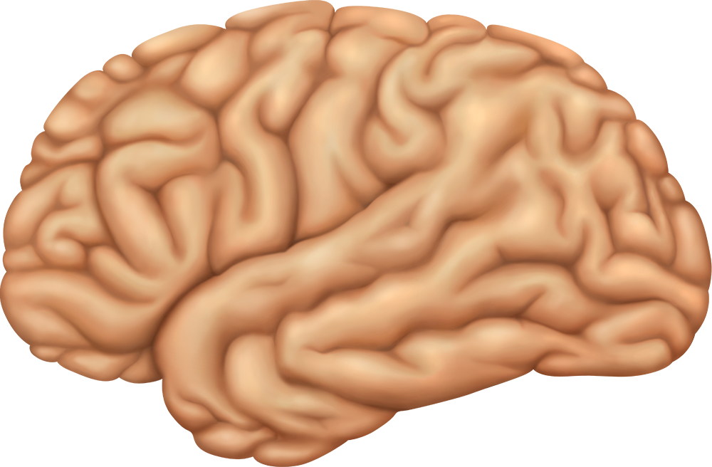Мозг без фона. Изображение мозга человека. Мозг человека иллюстрация.