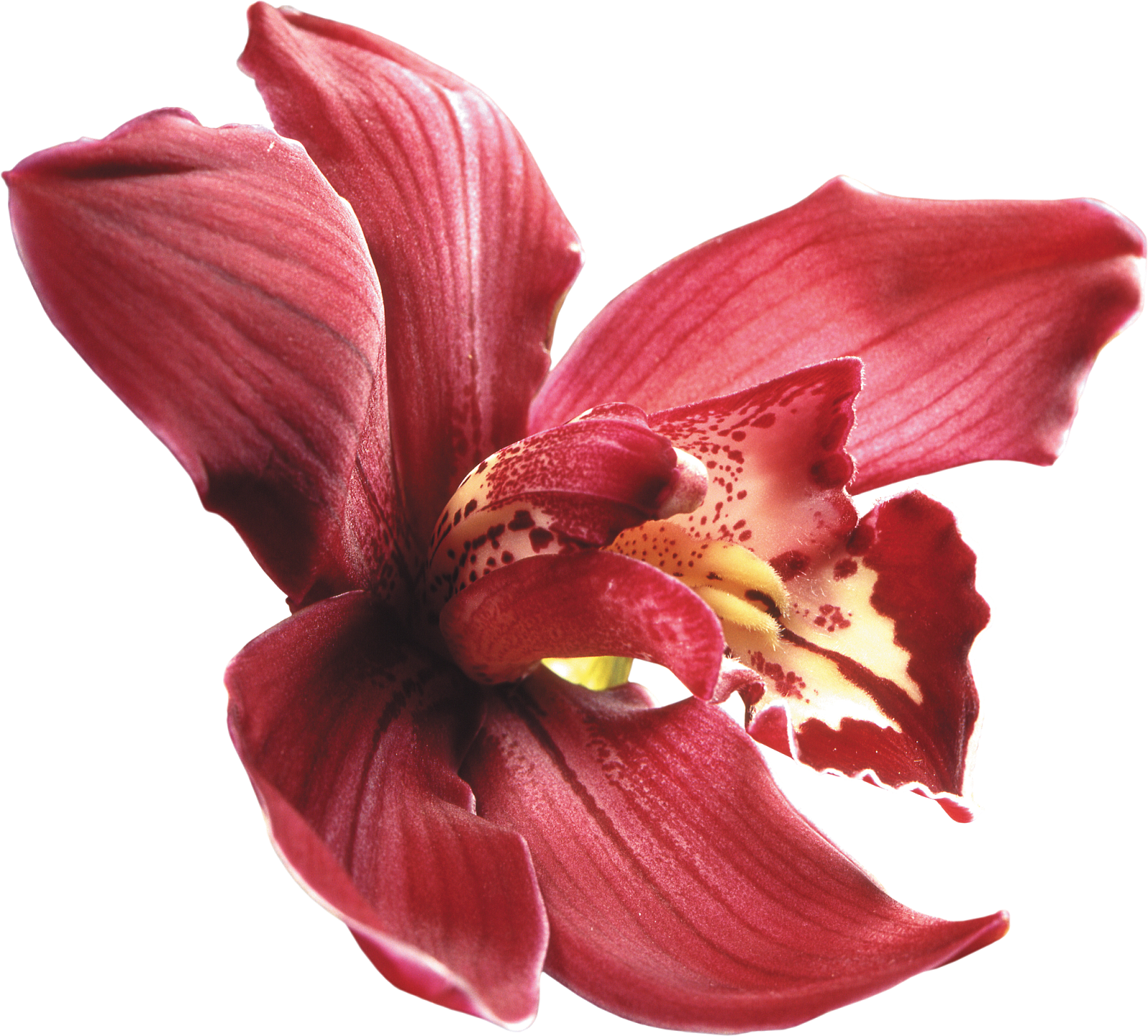 Download Orquideas Rojas Dibujos PNG Image with No Background - PNGkey.com