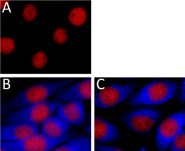 Download Brilliant Violet 421 Anti I Kappa B Alpha Antibody - Circle ...