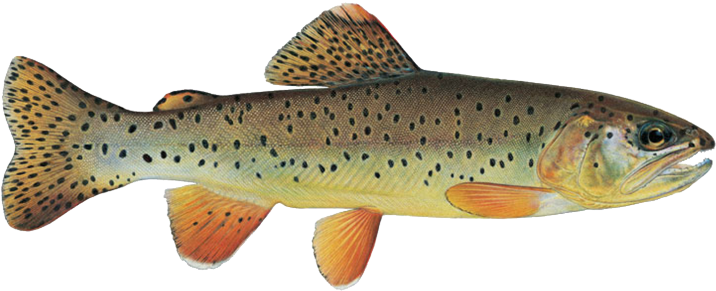 Sign Up For Season - Arizona State Fish Apache Trout - Free Transparent ...