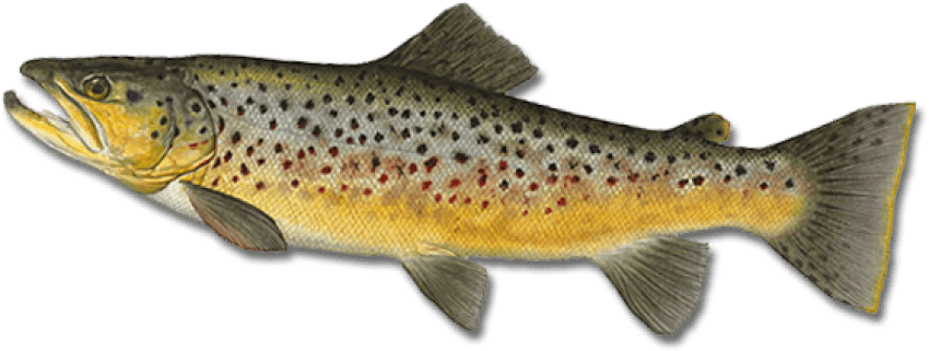 Free Png Fish Png Images Transparent Brown Trout Free Transparent