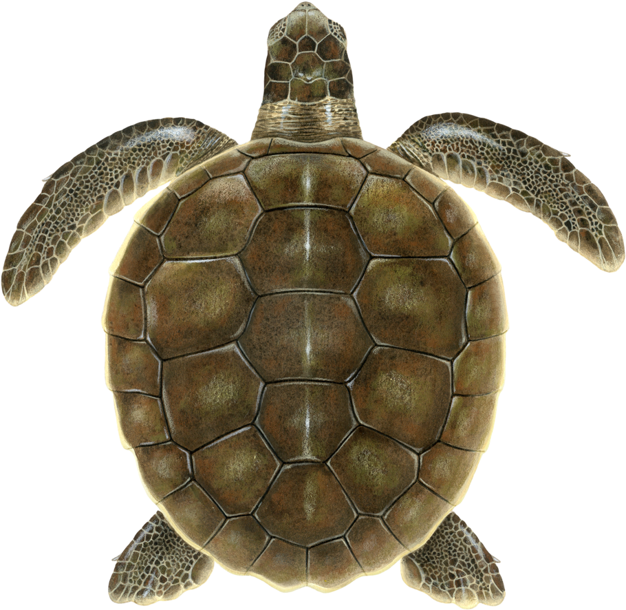 Turtle PNG Images - Turtle Images Collection (7,387)