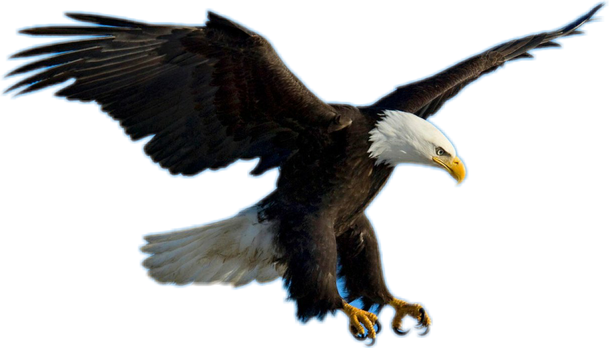 Download Bald Eagle Clipart Picsart - Eagle Flying PNG Image with No ...