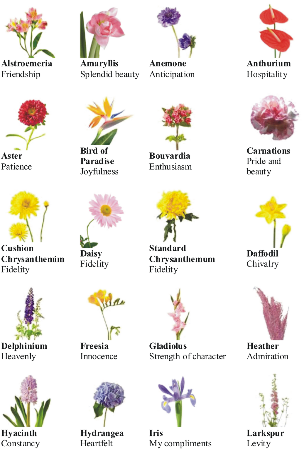 Download Types Of Flowers - 10 Flowers With Name PNG Image with No ...