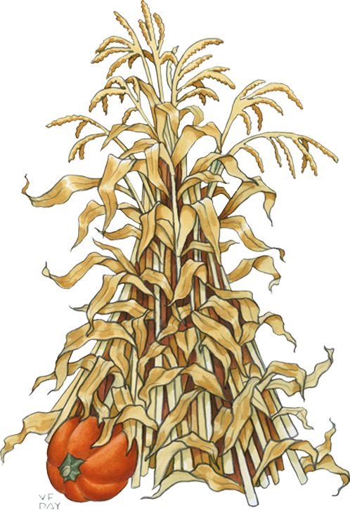 Corn Stalk Png - Corn Stalk Png Painting (498x726), Png Download