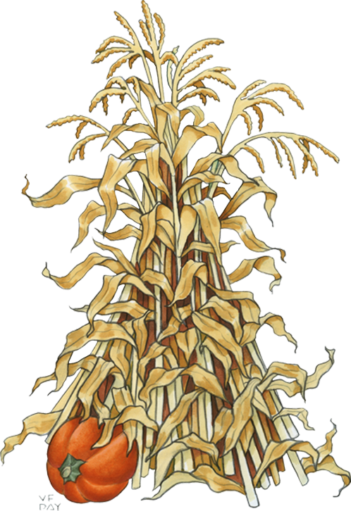 Corn Stalk Png Corn Stalk Png Painting Free Transparent Png