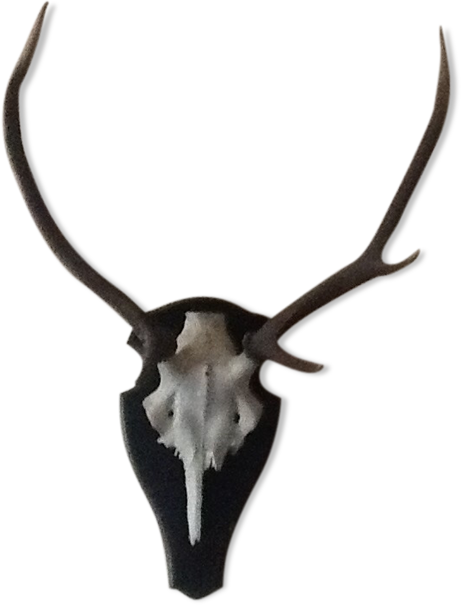 Deer (1457x1457), Png Download