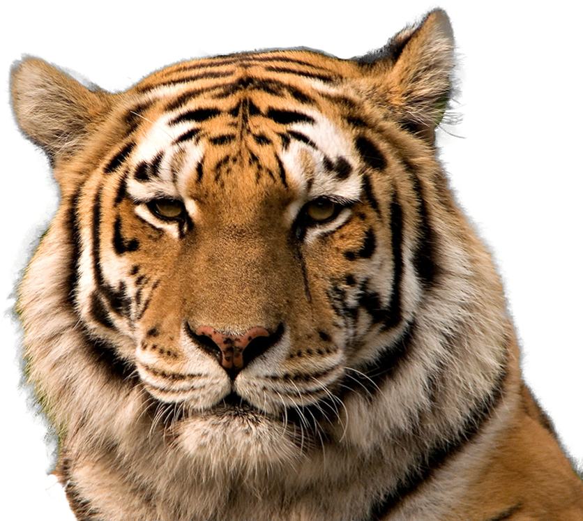 Download Tiger  Head Png  Tiger  Face  Transparent 