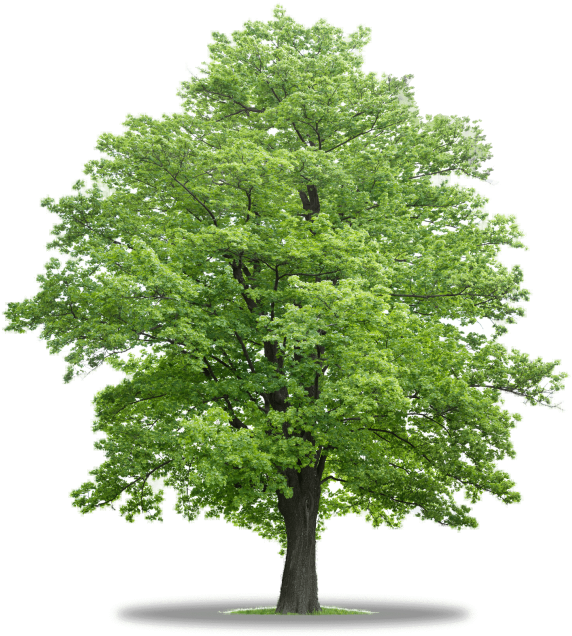Mapple Tree Trees In Co - Cut Out Tree Png - Free Transparent PNG