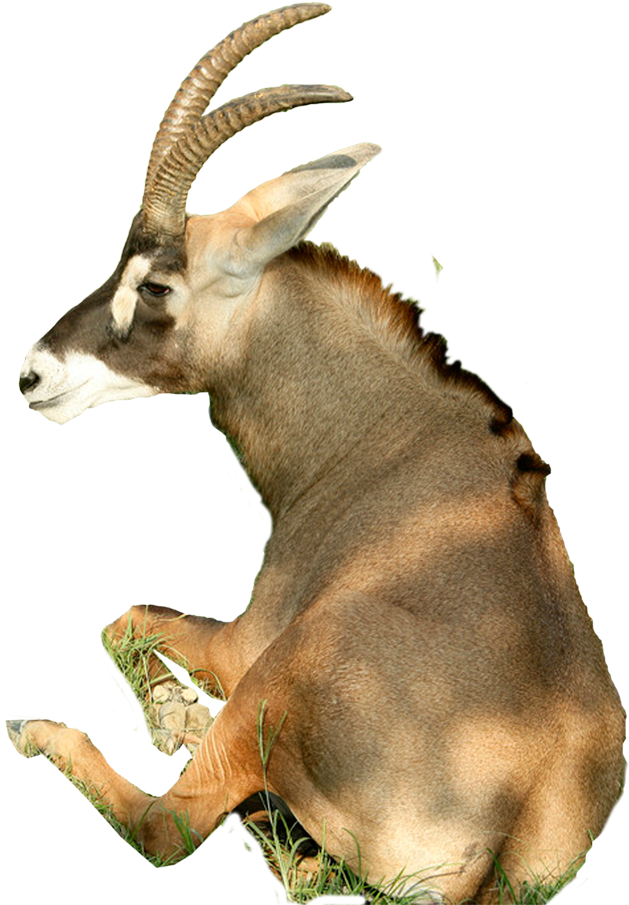 1000 X 1000 6 - Goat Sitting Png (1000x1000), Png Download