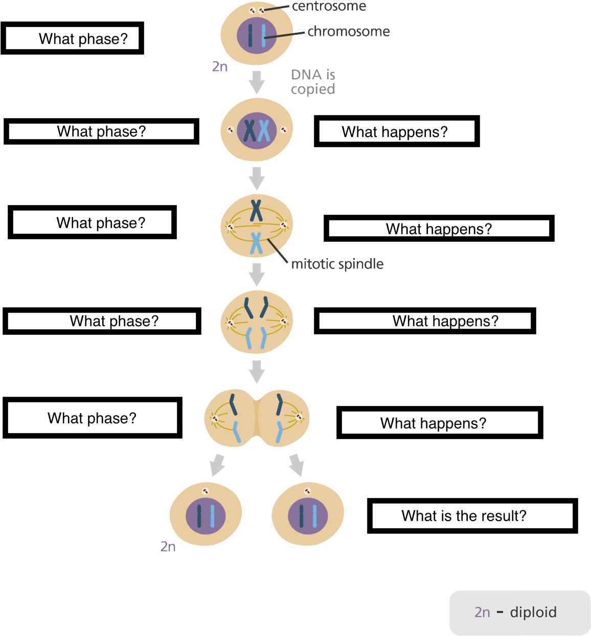 Download Meiosis - Meiosis And Mitosis PNG Image with No Background ...