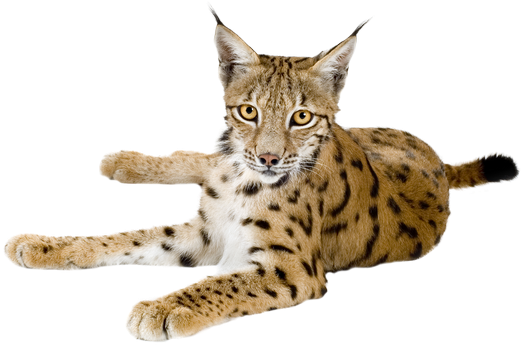 Download Lynx Png PNG Image with No Background - PNGkey.com