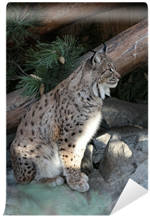 Eurasian Lynx - Free Transparent PNG Download - PNGkey