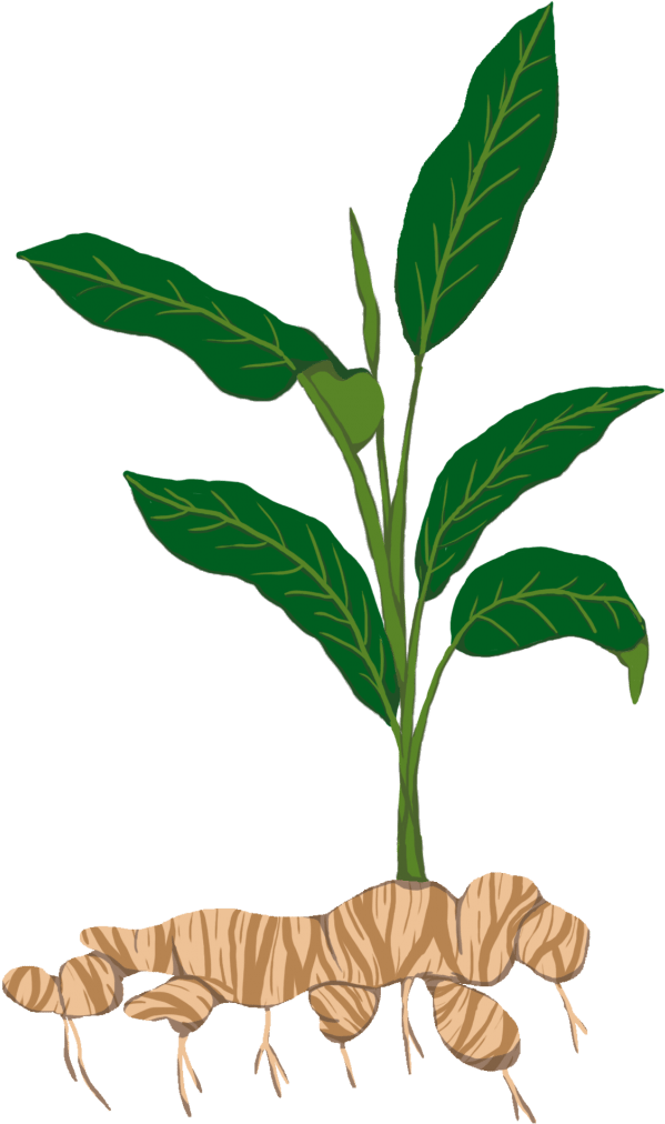 Download Tuber T Ginger Plant Png Png Image With No Background Pngkey Com