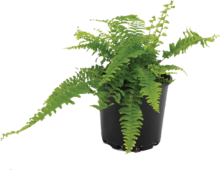 Download Boston Fern Ostrich Fern Png Image With No Background Pngkey Com