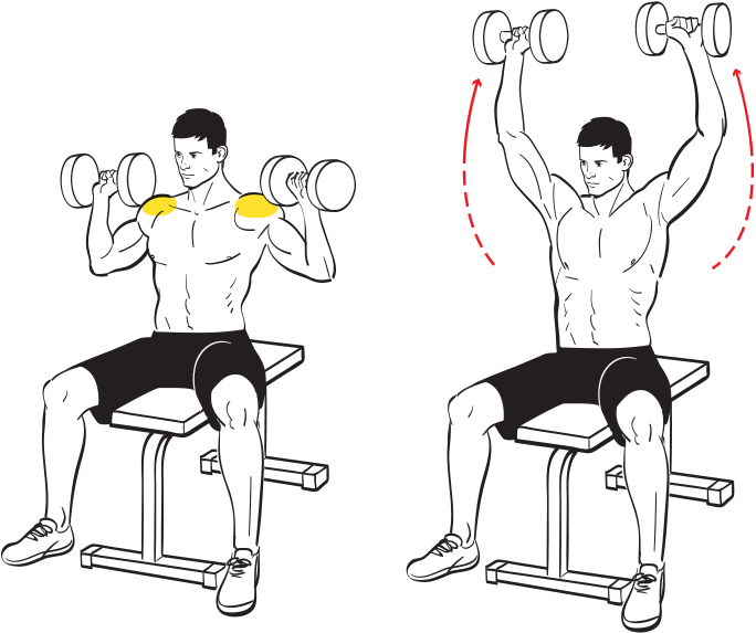 Download Seated Military Press - Biceps Curl PNG Image with No ...