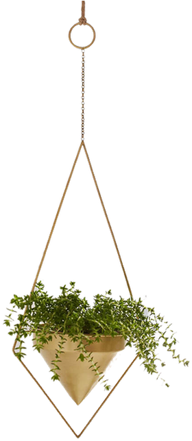 Hanging Indoor Plants - Free Transparent PNG Download - PNGkey