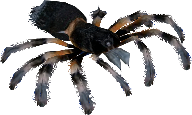 Mexican Red Knee Tarantula - Free Transparent PNG Download - PNGkey