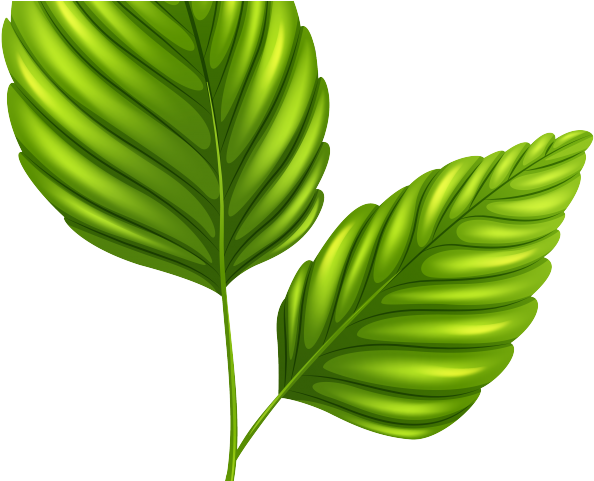 Download Green Leaves Clipart Outline - Desenho Plantas Png PNG Image ...