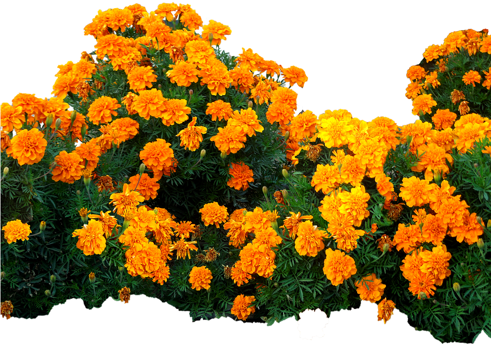 Plantas Con Flores Png (960x718), Png Download