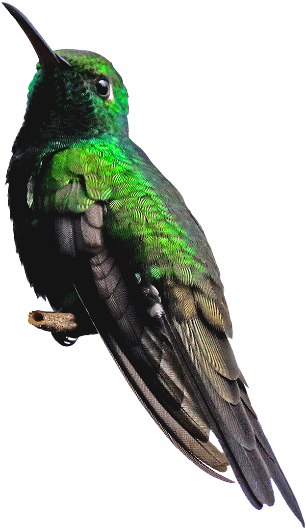 Download Hummingbird Png - Piciformes PNG Image with No Background ...