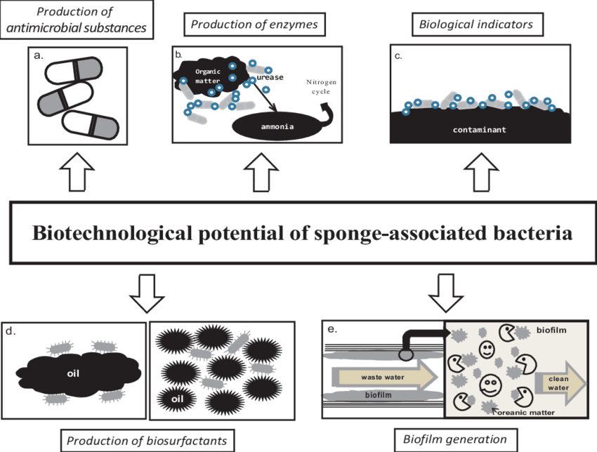 Examples Of The Biotechnological Potential Of Sponge-associated - Diagram (850x644), Png Download
