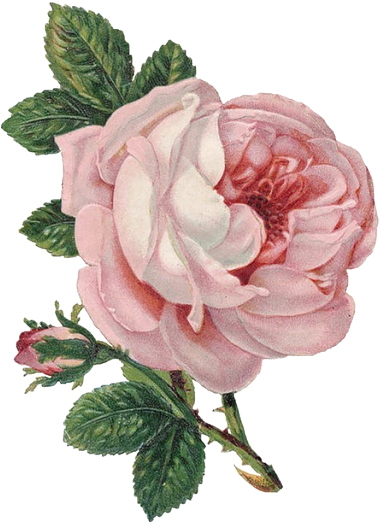 Transparent Flower For Your Tumblr - Flower Png - Free Transparent PNG