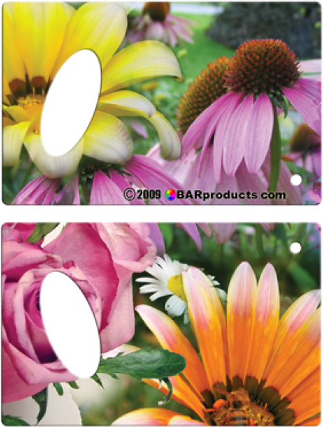 African Daisy (640x640), Png Download